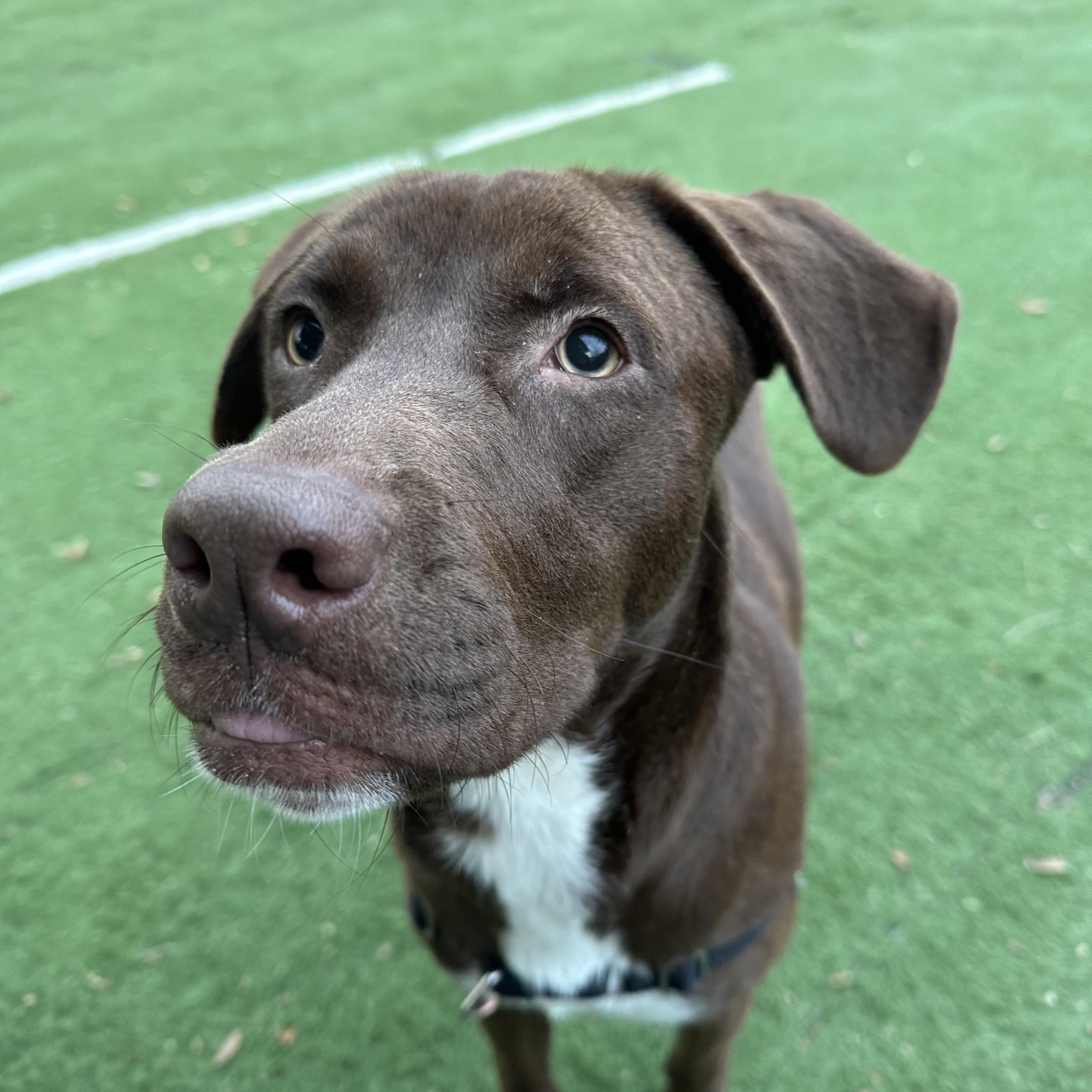 Enlarge Dewayne, a ADOPTABLE mixed breed in Ocean View, NJ image 4/4