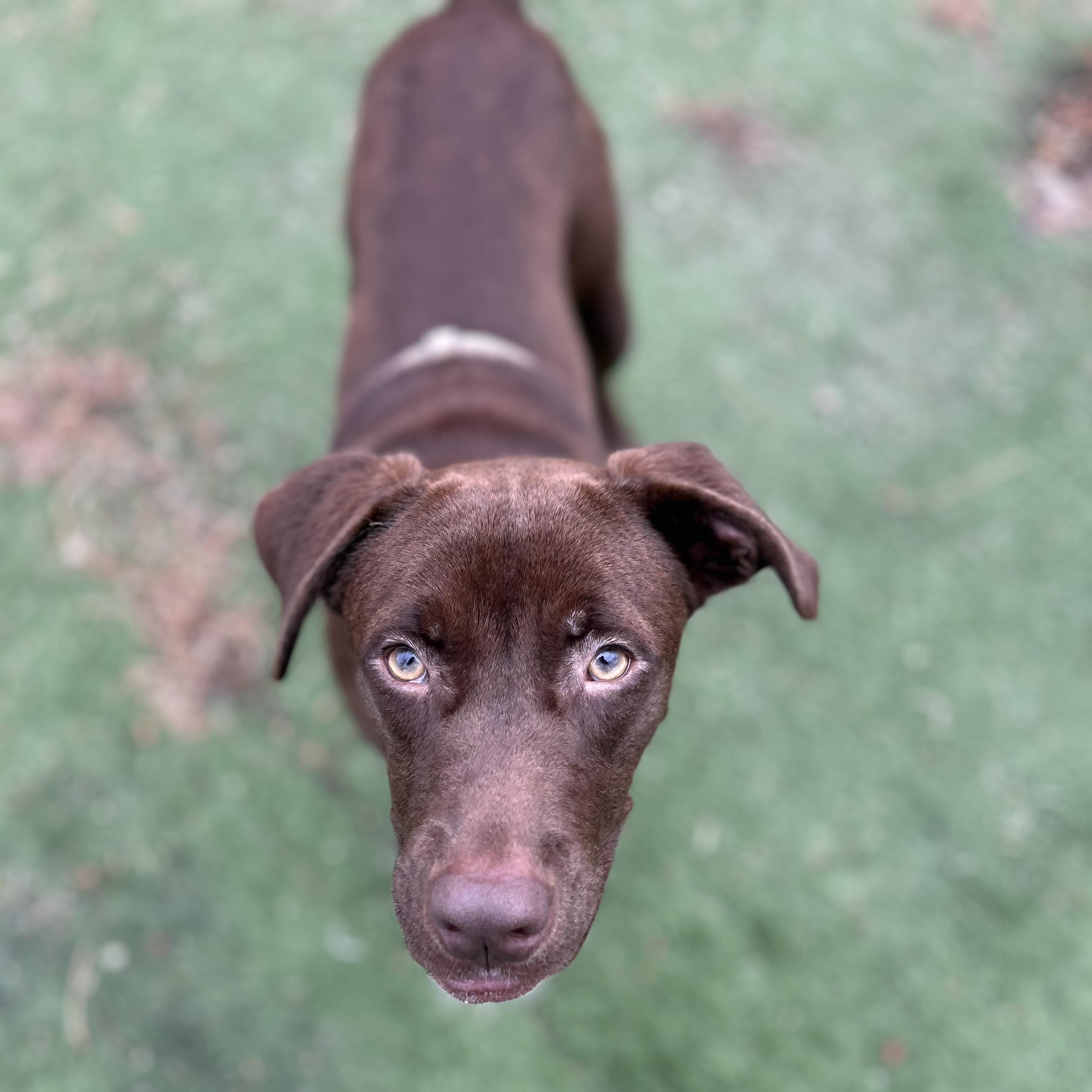 Dewayne, ADOPTABLE, Young Male Chocolate Labrador Retriever.