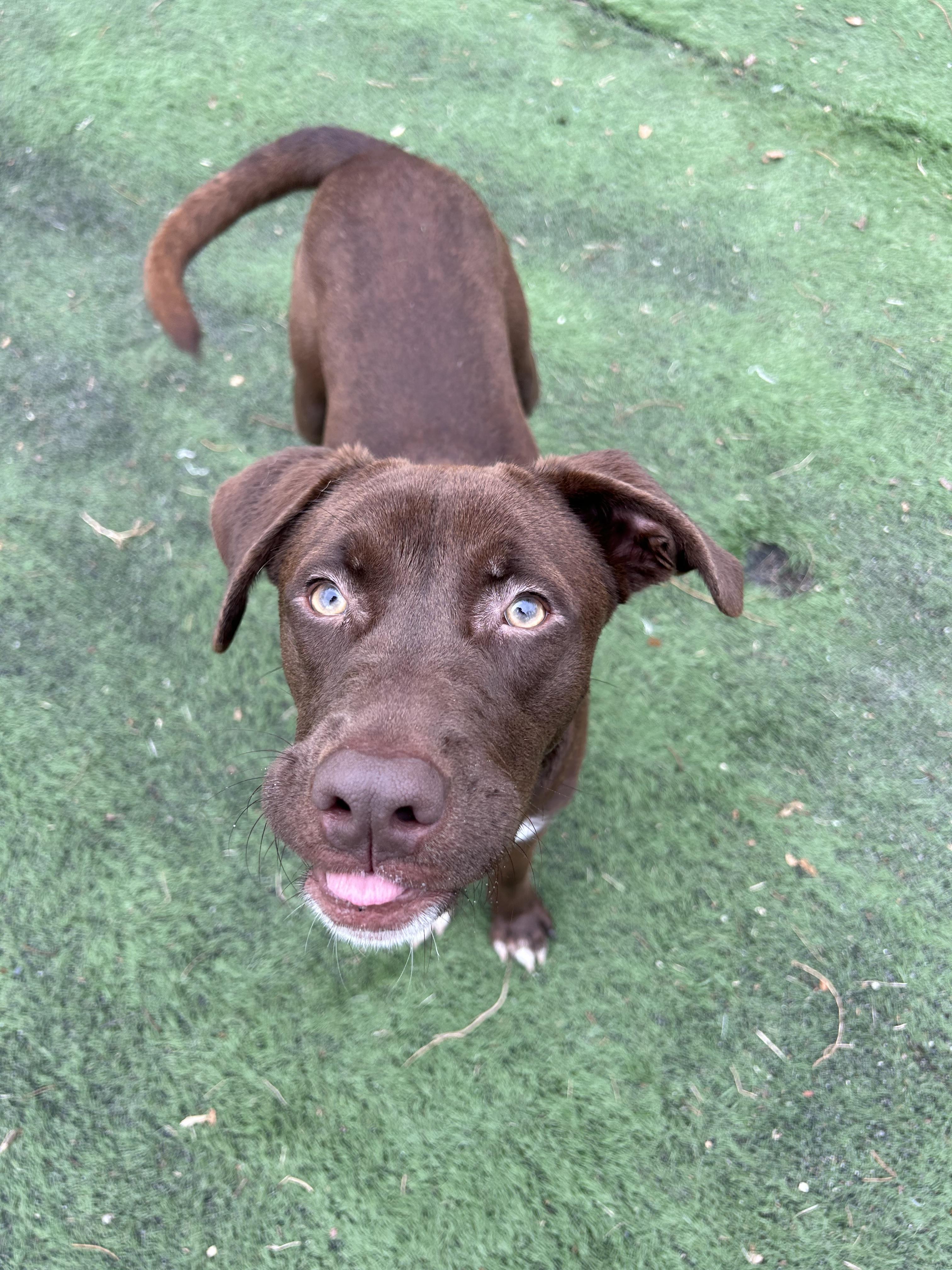 Enlarge Dewayne, an adopted mixed breed in Ocean View, NJ image 2/6