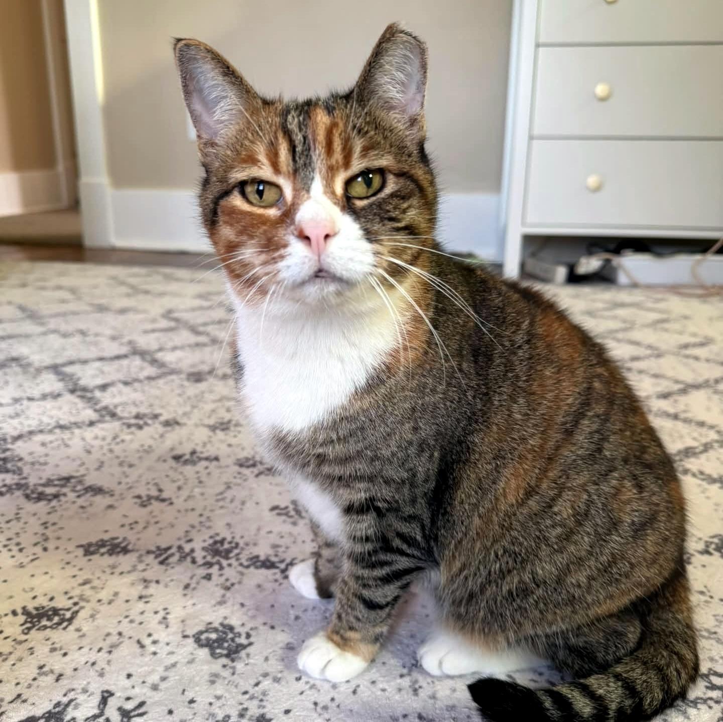 Sweet Pea, Adoptable, Senior Female Domestic Short Hair.