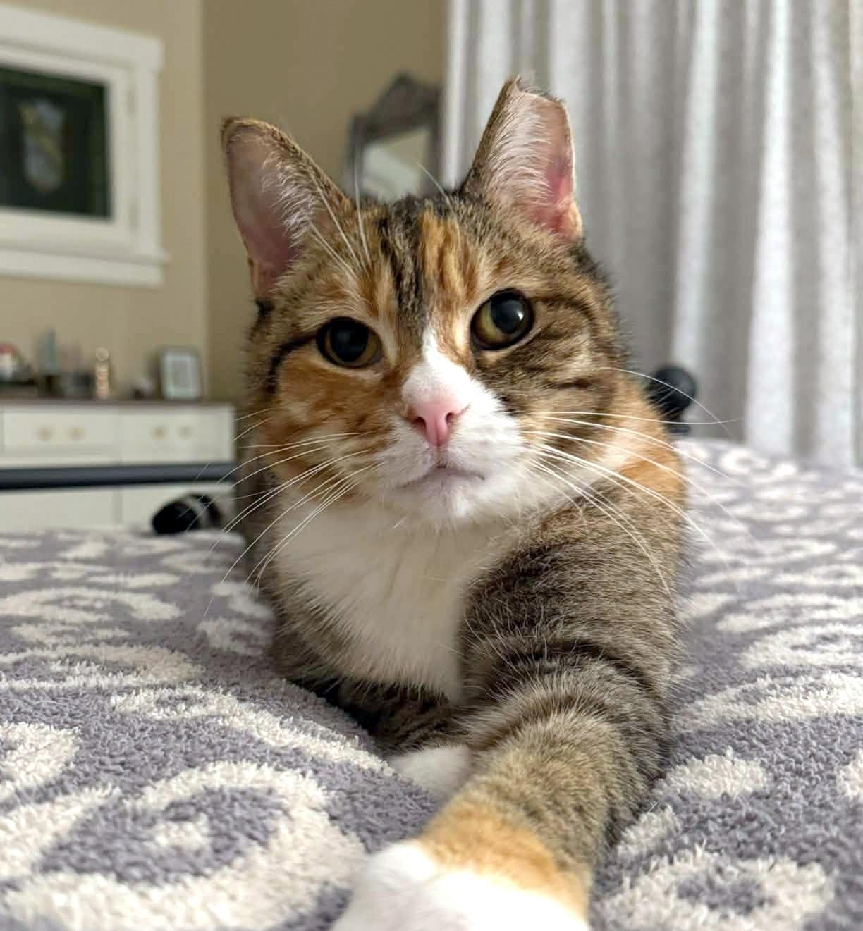 Enlarge Sweet Pea, a Adoptable Domestic Short Hair in Pittsburgh, PA image 4/6