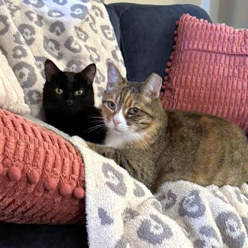 Enlarge Sweet Pea, a Adoptable Domestic Short Hair in Pittsburgh, PA image 5/6