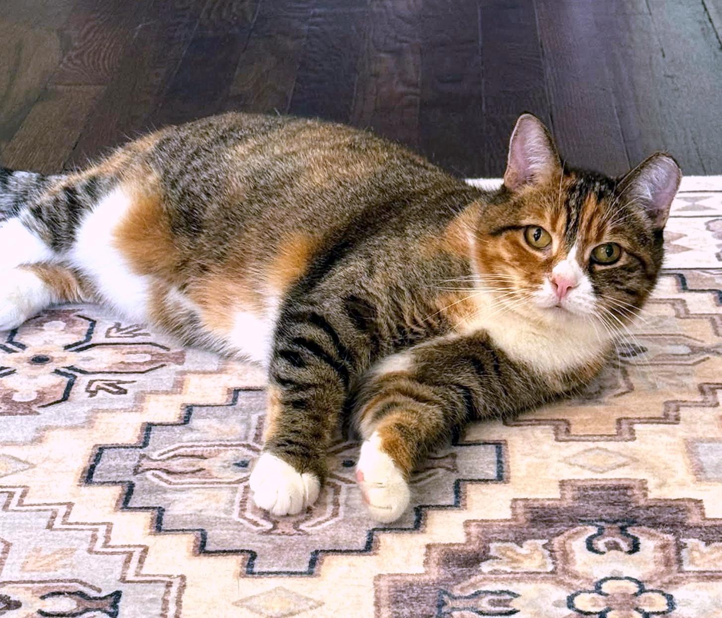 Enlarge Sweet Pea, a Adoptable Domestic Short Hair in Pittsburgh, PA image 3/6