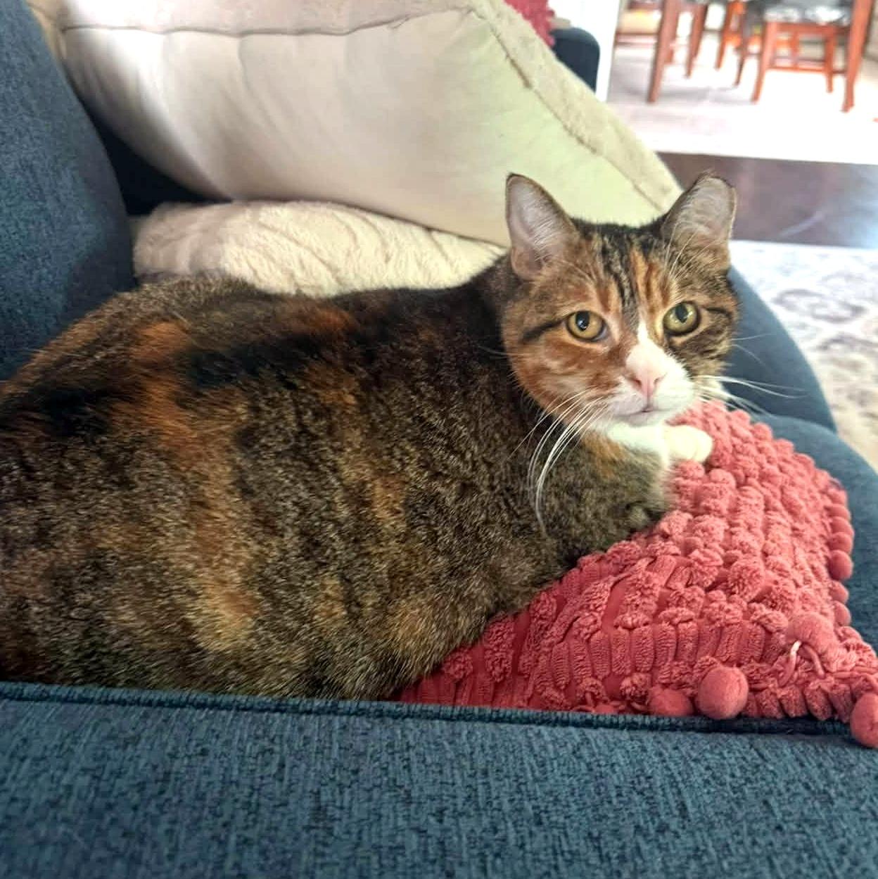 Enlarge Sweet Pea, a Adoptable Domestic Short Hair in Pittsburgh, PA image 2/6
