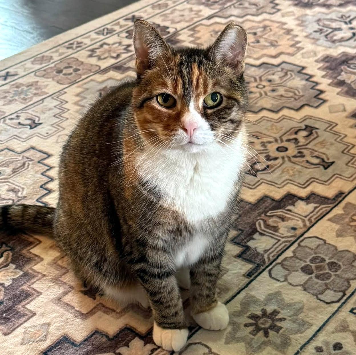 Enlarge Sweet Pea, a Adoptable Domestic Short Hair in Pittsburgh, PA image 6/6