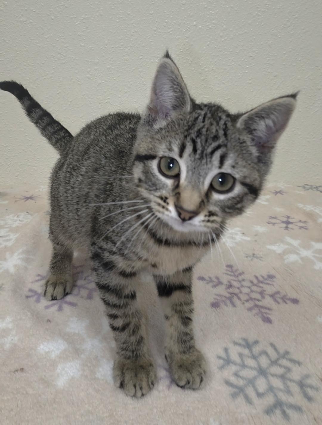 Dyson, Adoptable, Kitten Female Domestic Short Hair.