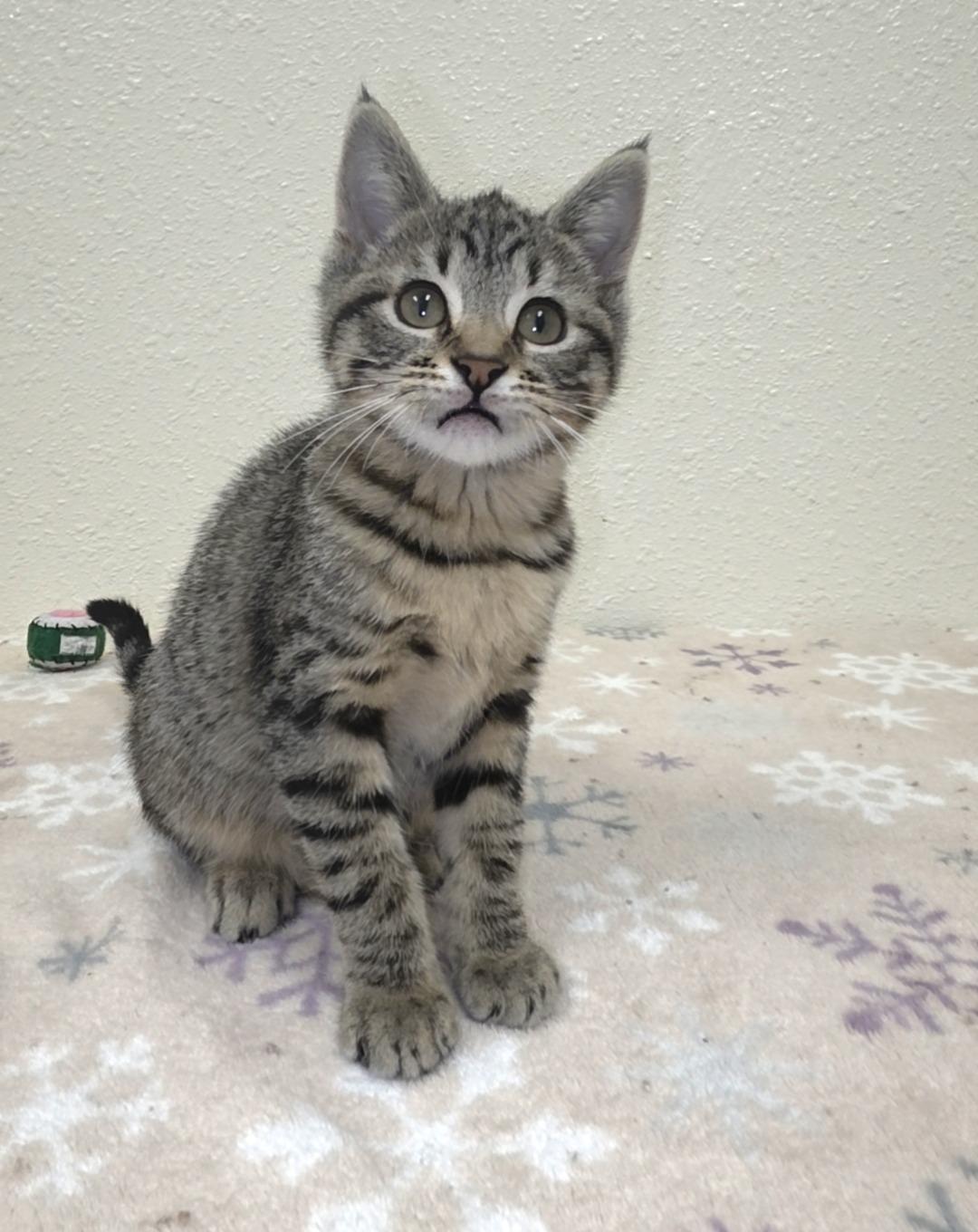 Enlarge Dyson, a Adoptable Domestic Short Hair in Red Wing, MN image 2/3