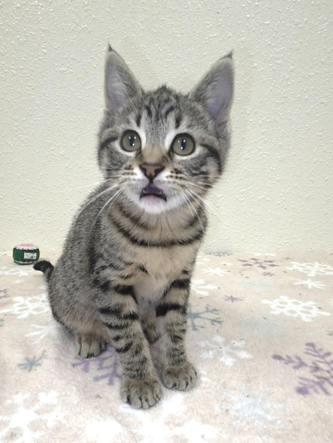 Enlarge Dyson, a Adoptable Domestic Short Hair in Red Wing, MN image 3/3