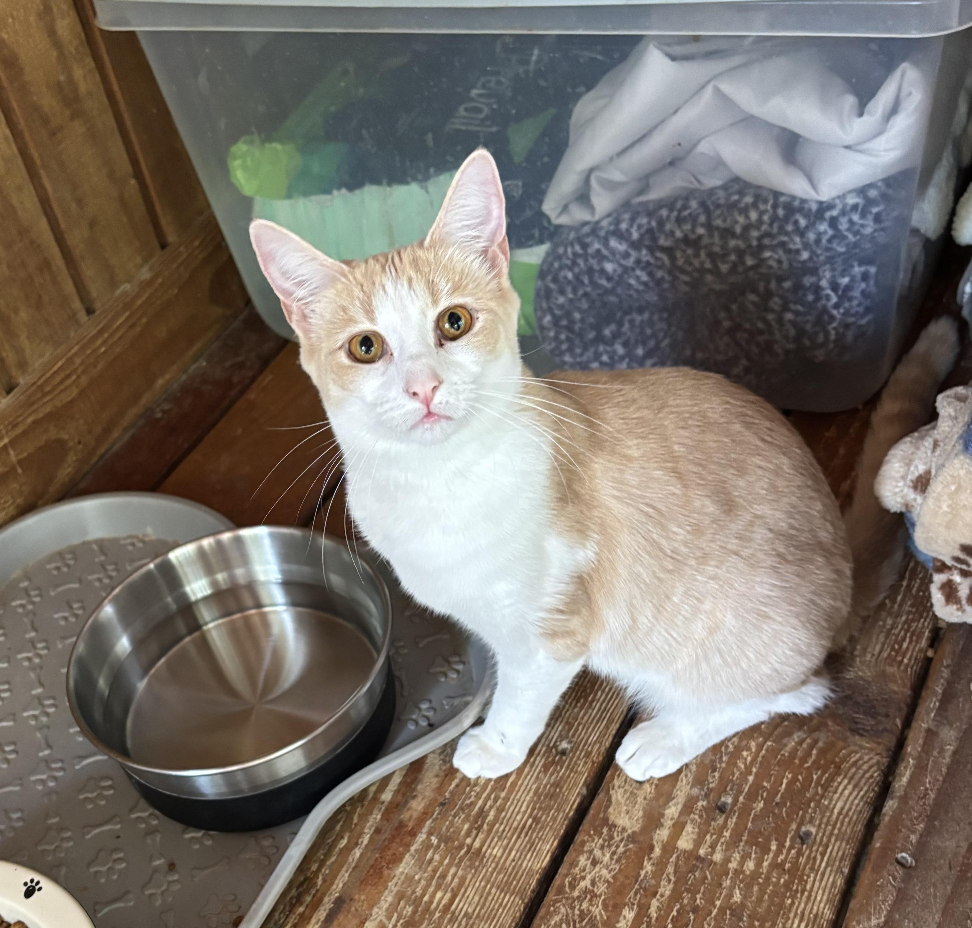 Lillie, an adopted Domestic Short Hair in Anderson , SC image 2/5