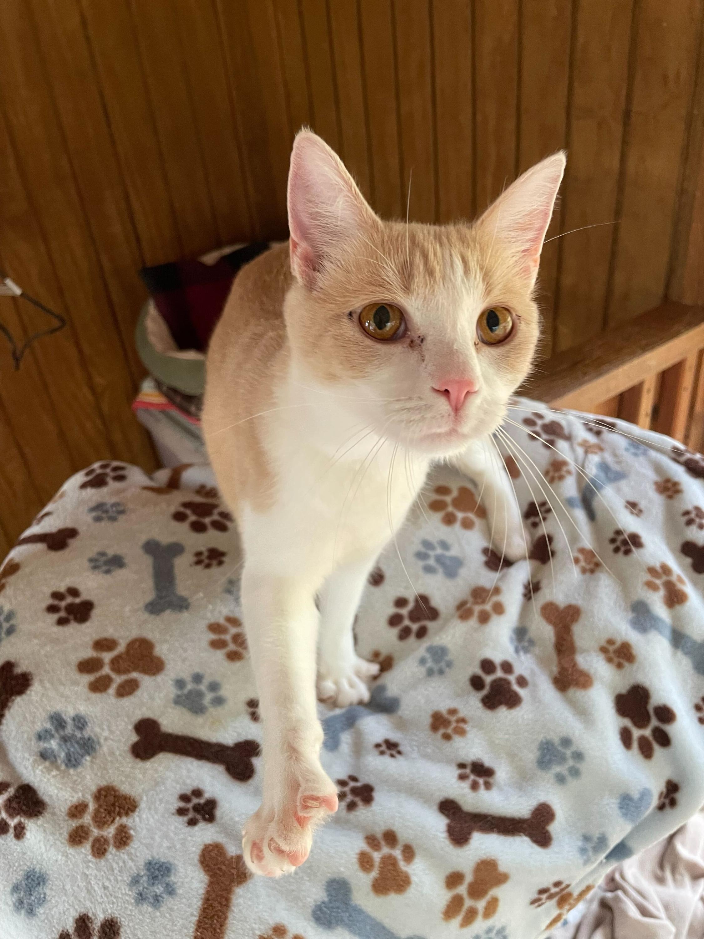 Lillie, an adopted Domestic Short Hair in Anderson , SC image 3/5