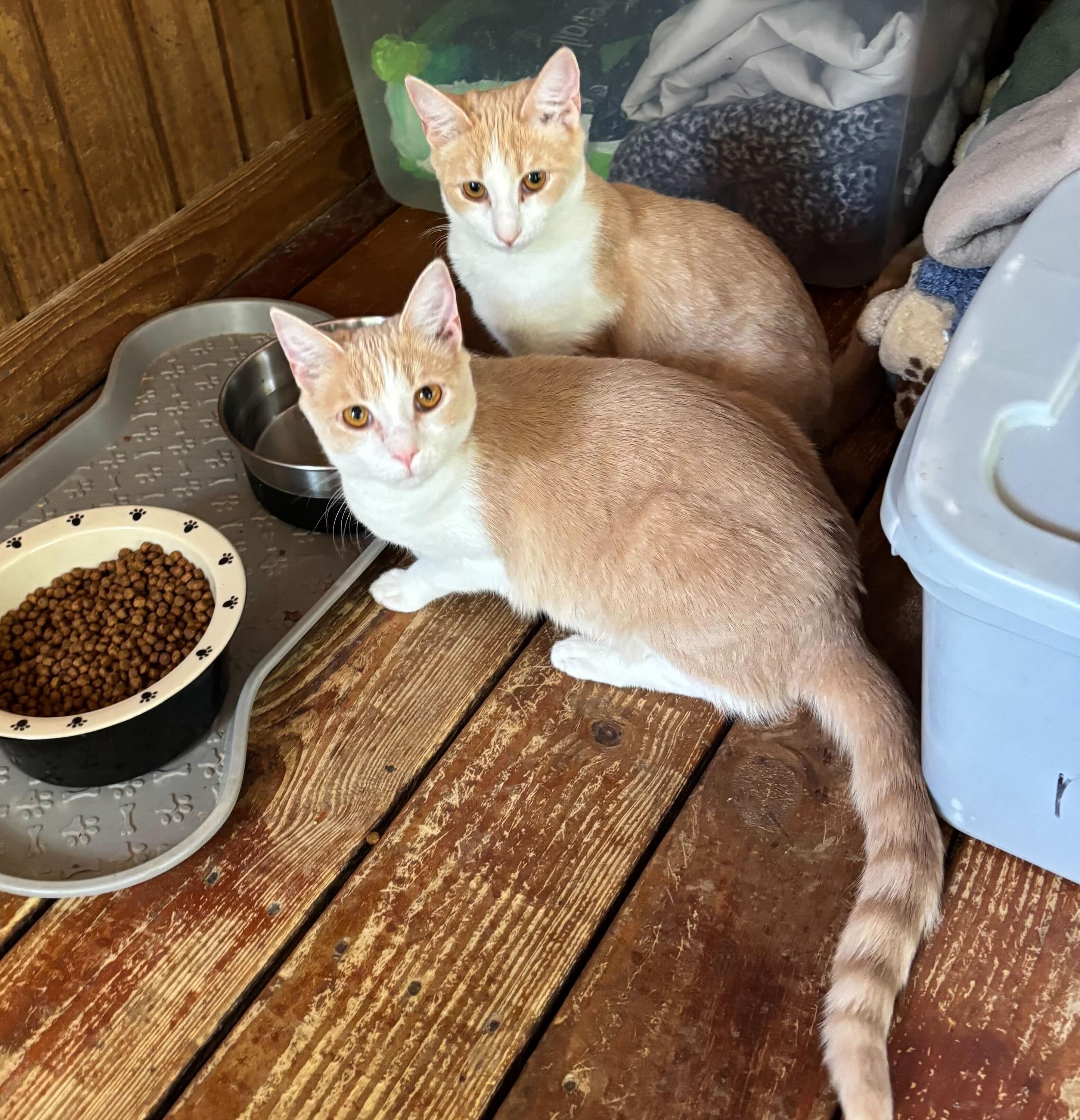 Lillie, an adopted Domestic Short Hair in Anderson , SC image 5/5