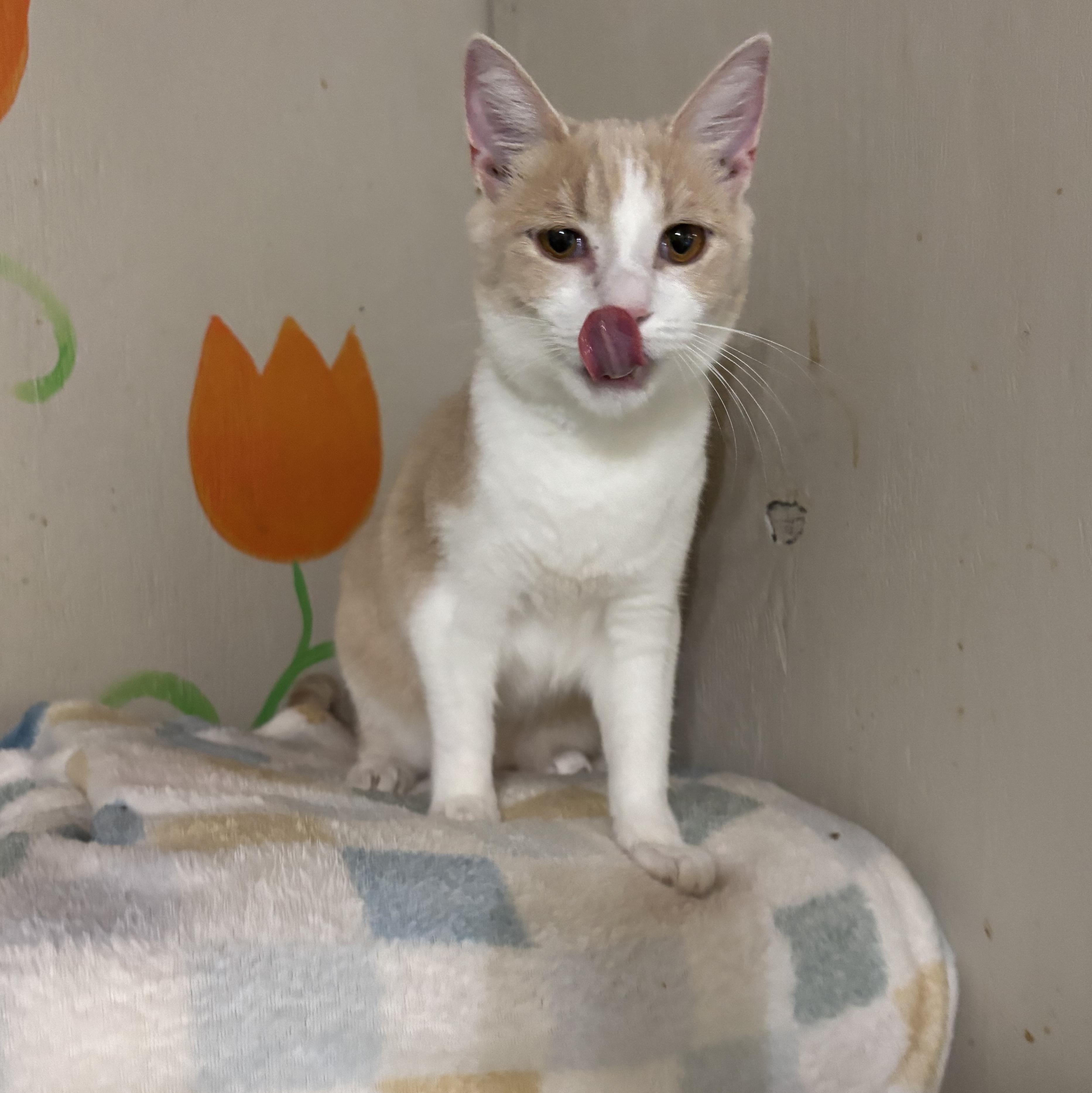 Lillie, an adopted Domestic Short Hair in Anderson , SC image 4/5