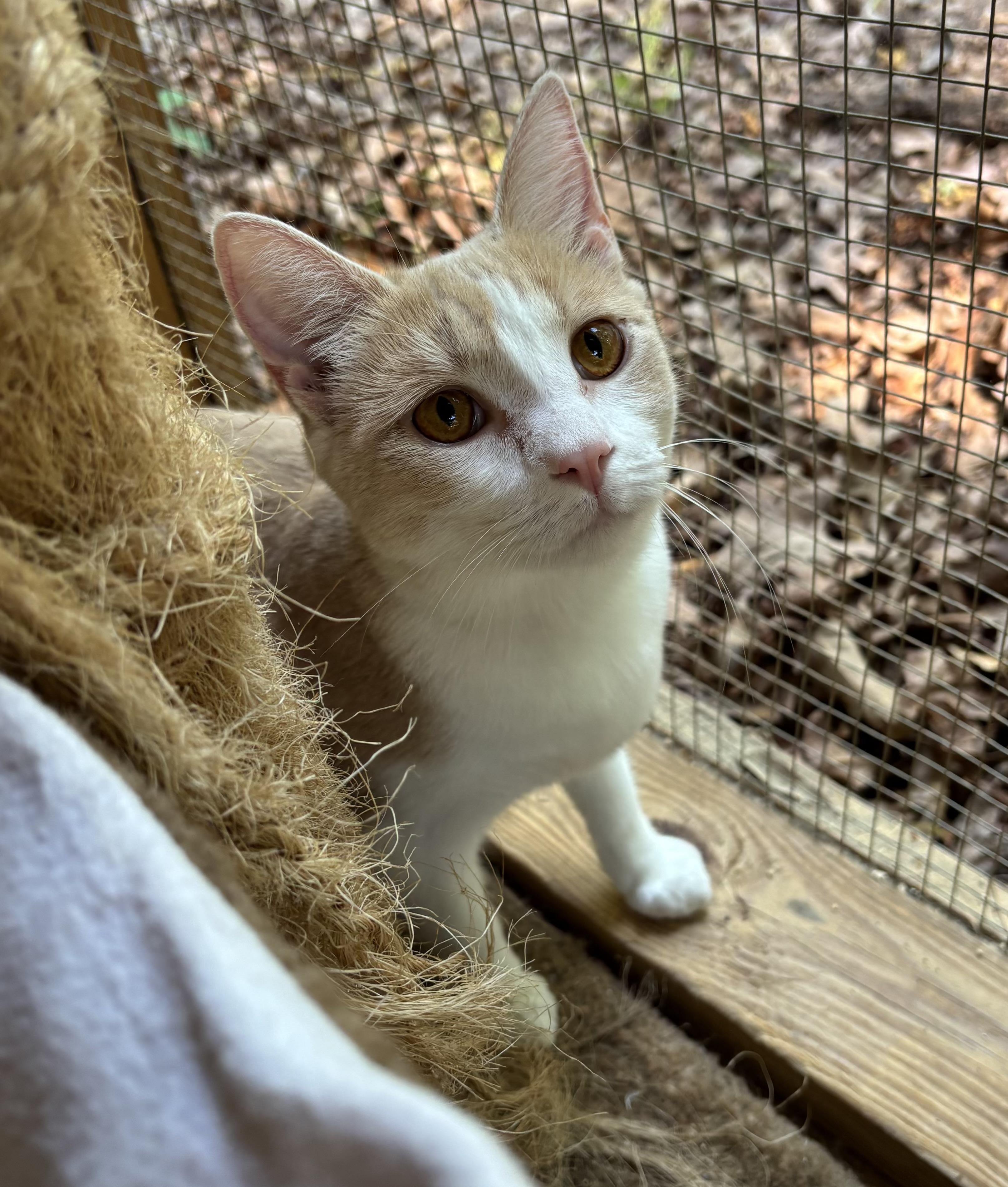Lillie, an adopted Domestic Short Hair in Anderson , SC image 1/5