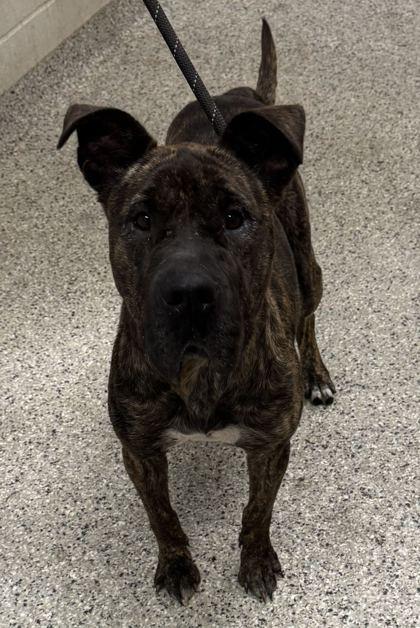 Enlarge Velma, a Adoptable mixed breed in Kansas City, MO image 1/1