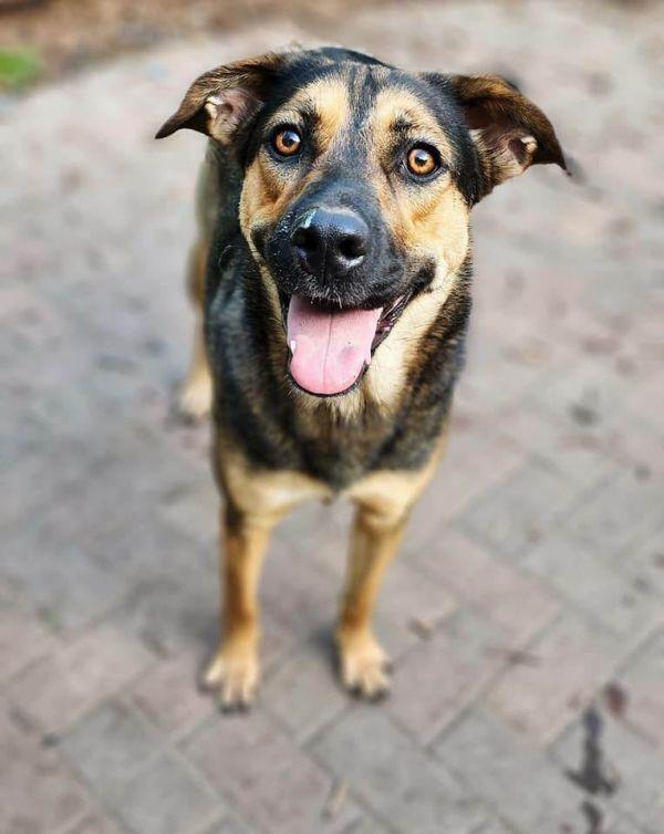 Belle, Adoptable, Young Female Shepherd.
