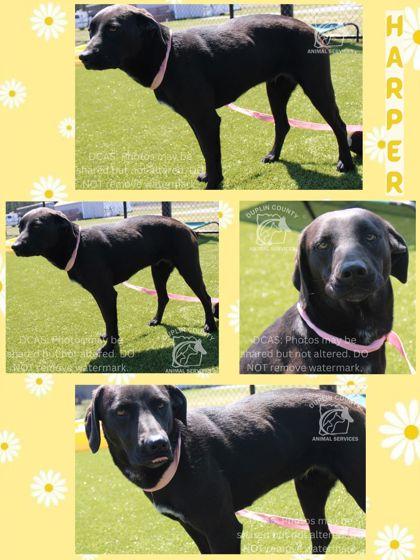 Enlarge HARPER, a Adoptable mixed breed in Kenansville, NC image 1/1