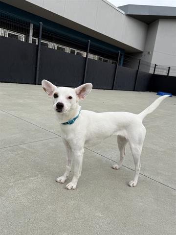 ZARA, Adoptable, Young Female Chihuahua.