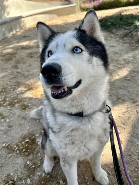 FINN, Adoptable, Adult Male Siberian Husky.