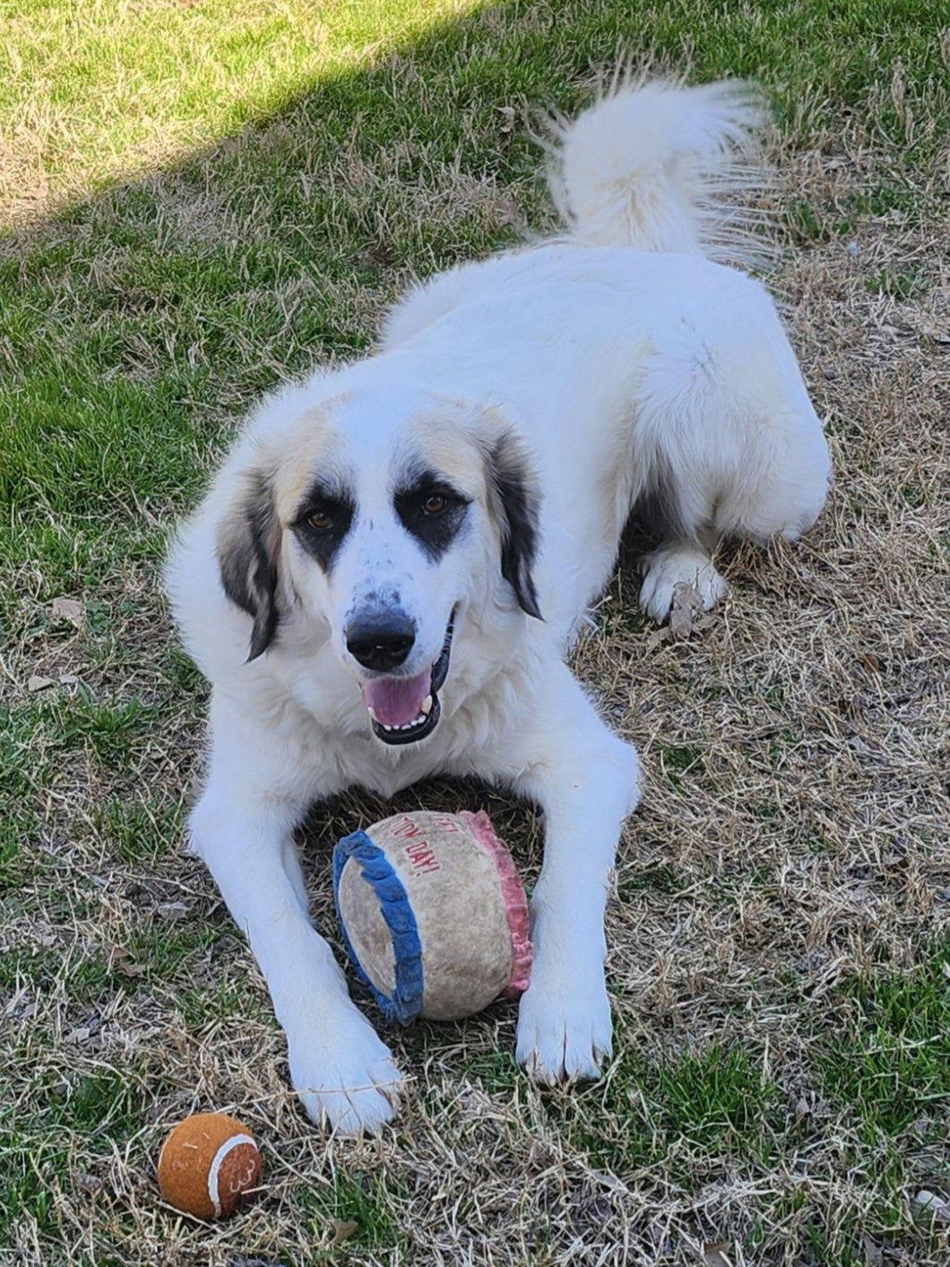 Lizzy, Adoptable, Adult Female Great Pyrenees.