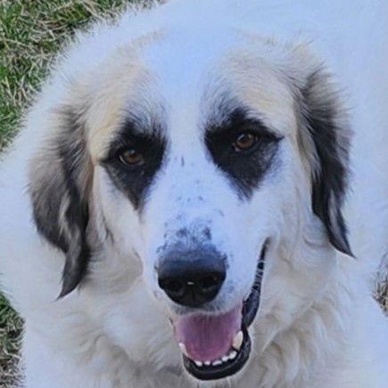 Lizzy, Adoptable, Adult Female Great Pyrenees.