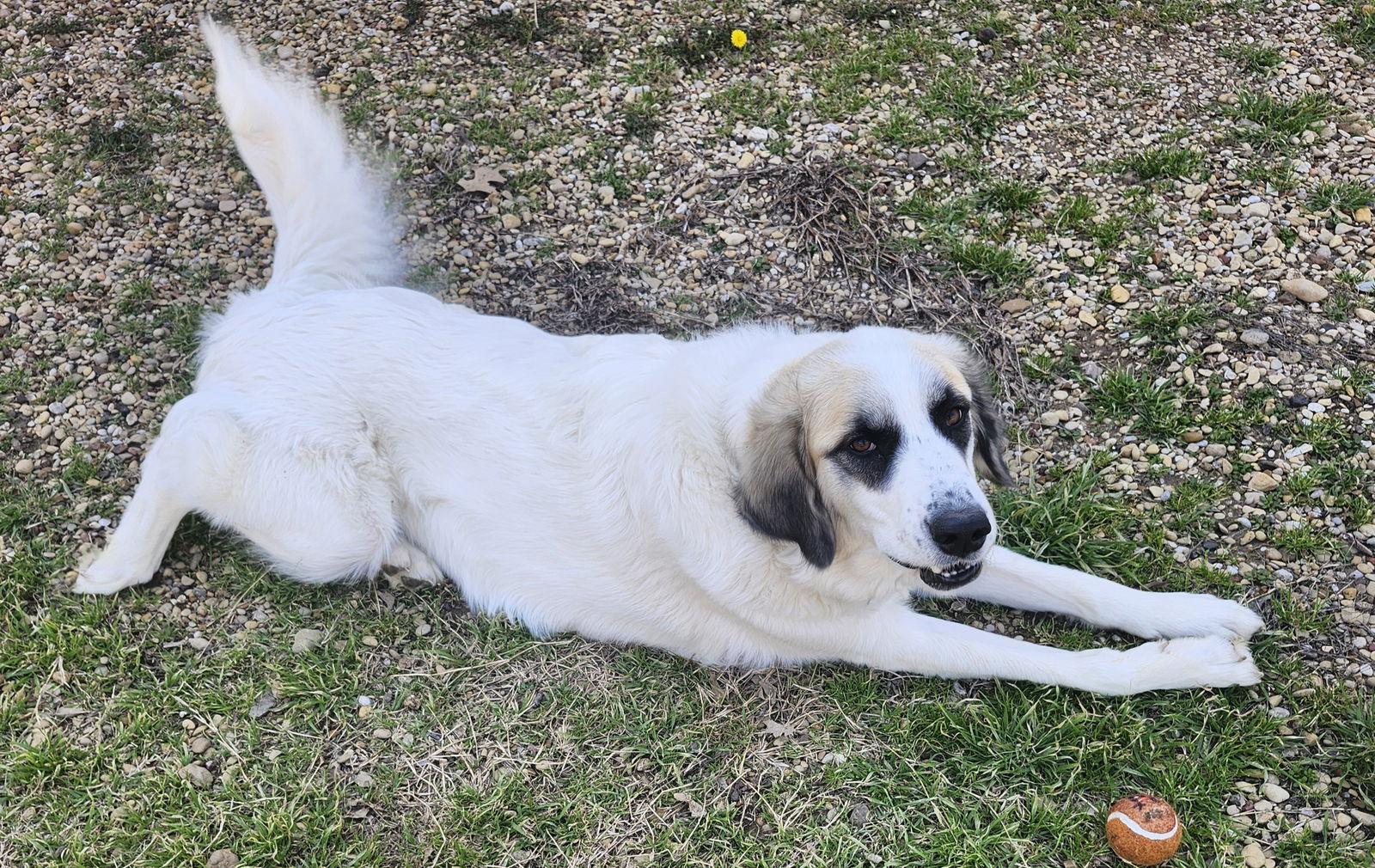 Lizzy, a Adoptable Great Pyrenees in Garland, TX image 2/3