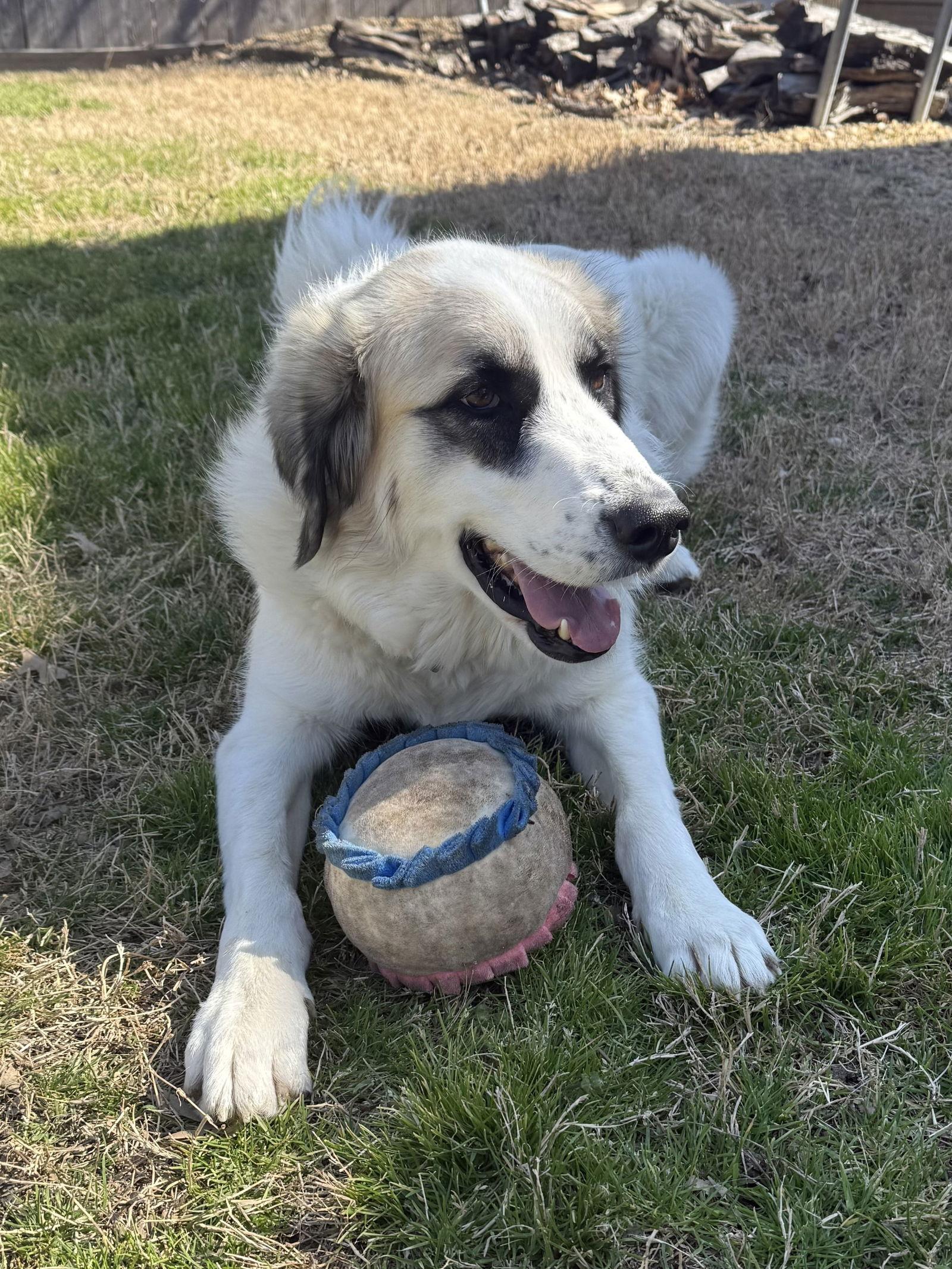 Lizzy, a Adoptable Great Pyrenees in Garland, TX image 3/3