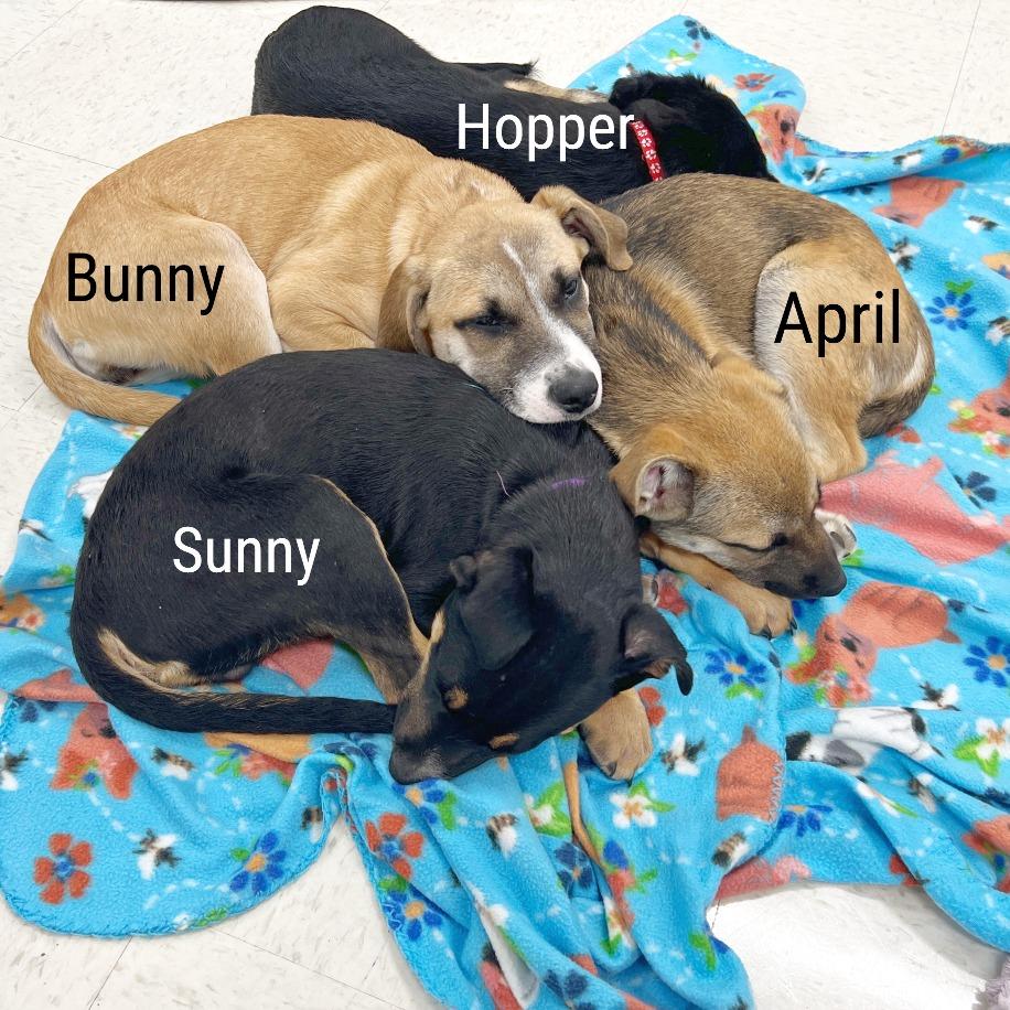 Enlarge Sunny, a Adoptable mixed breed in Flower Mound, TX image 1/5
