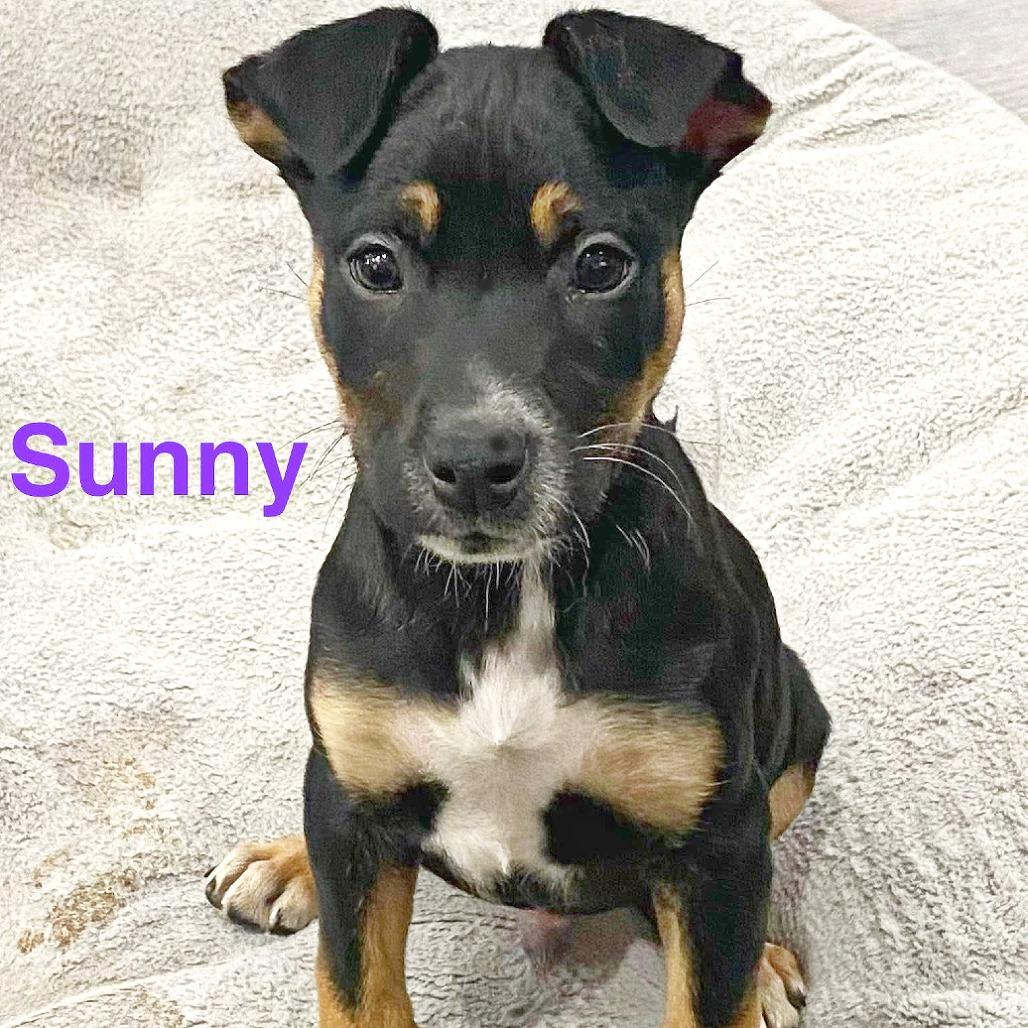 Enlarge Sunny, a Adoptable mixed breed in Flower Mound, TX image 4/5