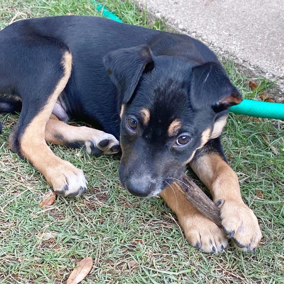 Enlarge Sunny, a Adoptable mixed breed in Flower Mound, TX image 3/5