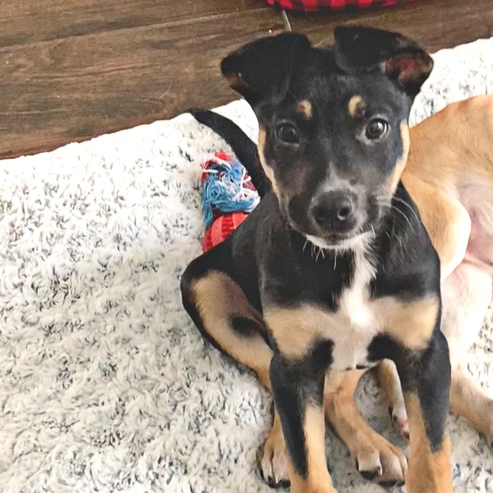 Sunny, Adoptable, Puppy Male Labrador Retriever & Shepherd.