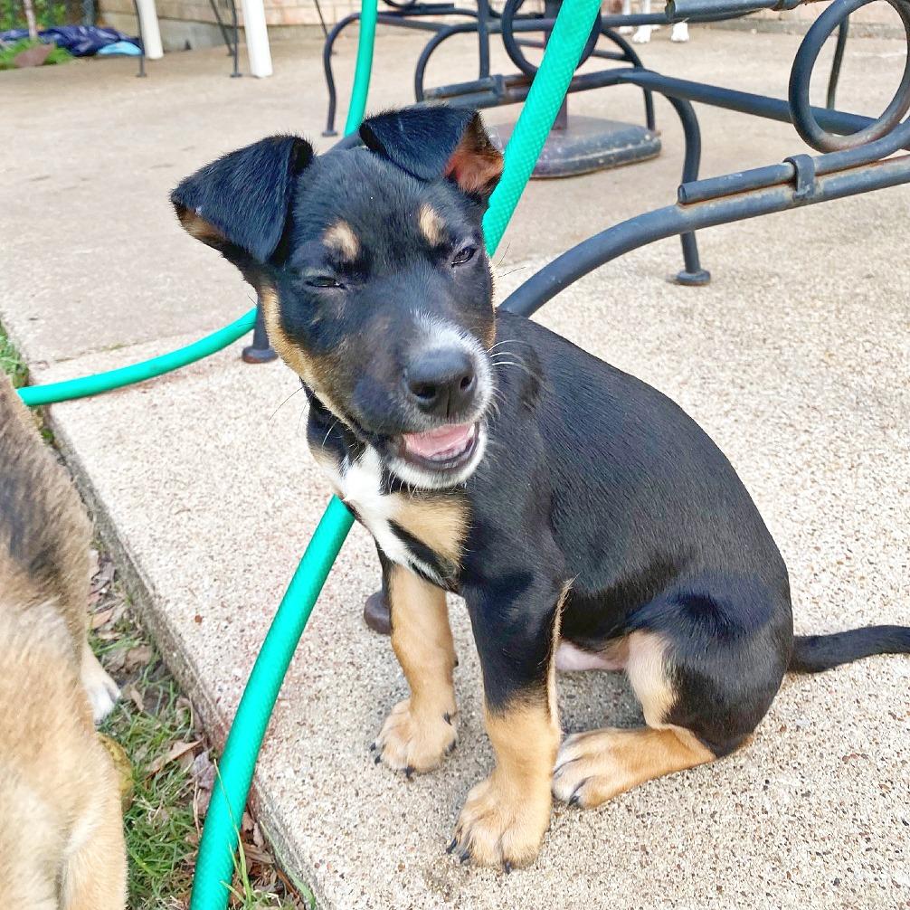 Enlarge Sunny, a Adoptable mixed breed in Flower Mound, TX image 5/5