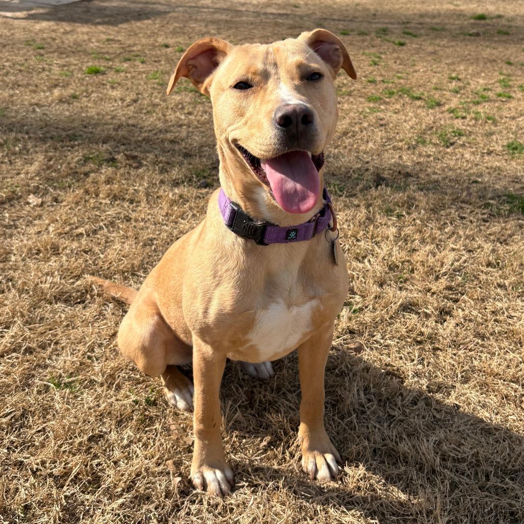 Sheila, Adoptable, Young Female Pit Bull Terrier & Labrador Retriever.