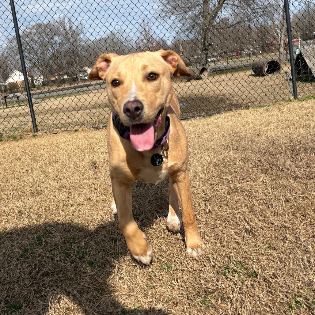 Enlarge Sheila, a Adoptable mixed breed in Cabot, AR image 2/4
