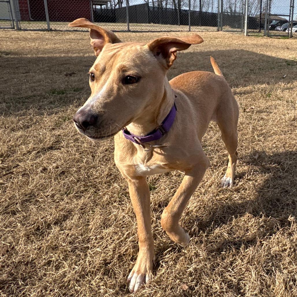 Enlarge Sheila, a Adoptable mixed breed in Cabot, AR image 3/4
