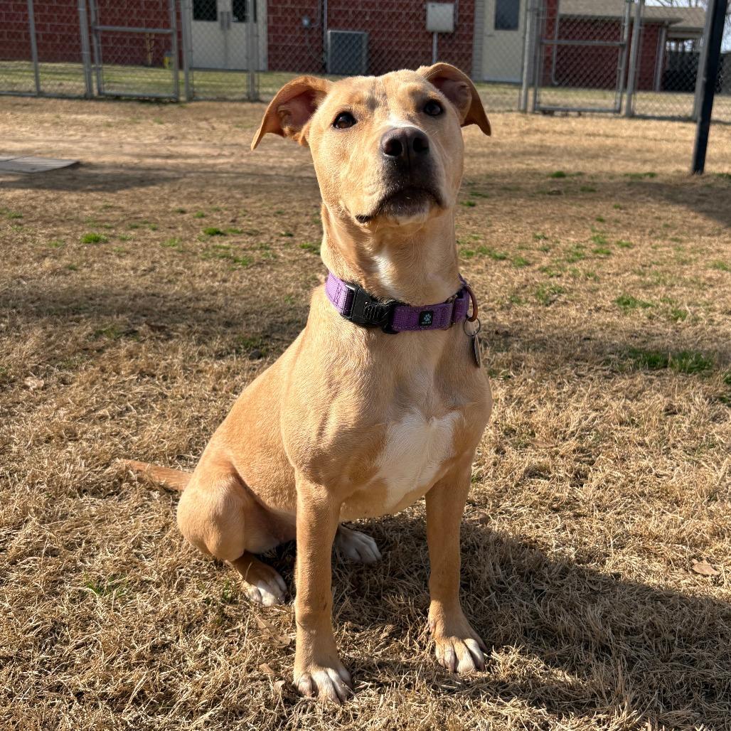 Enlarge Sheila, a Adoptable mixed breed in Cabot, AR image 4/4