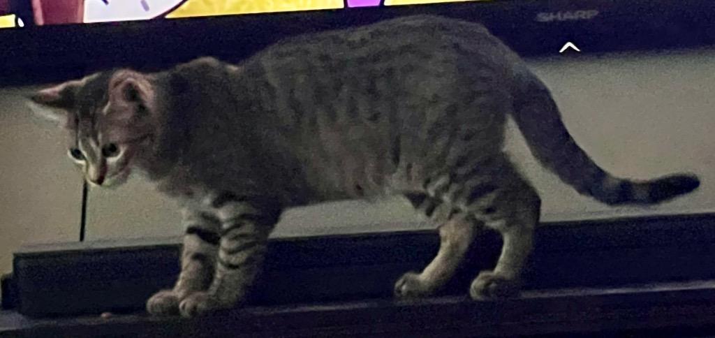 Wellington — thumbnail 2