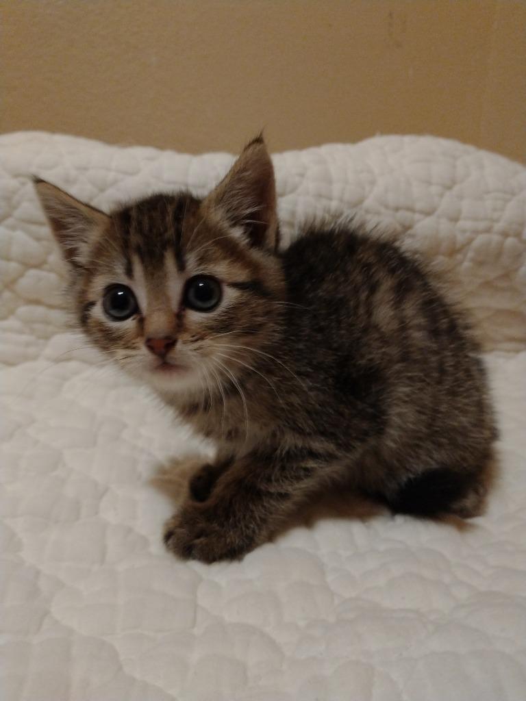 Enlarge Wellington, a Adoptable mixed breed in Palmer, AK image 3/4