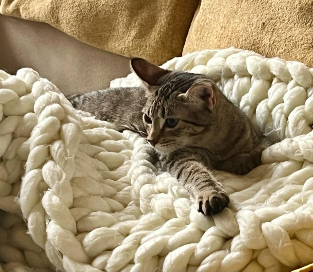 Wellington — thumbnail 4