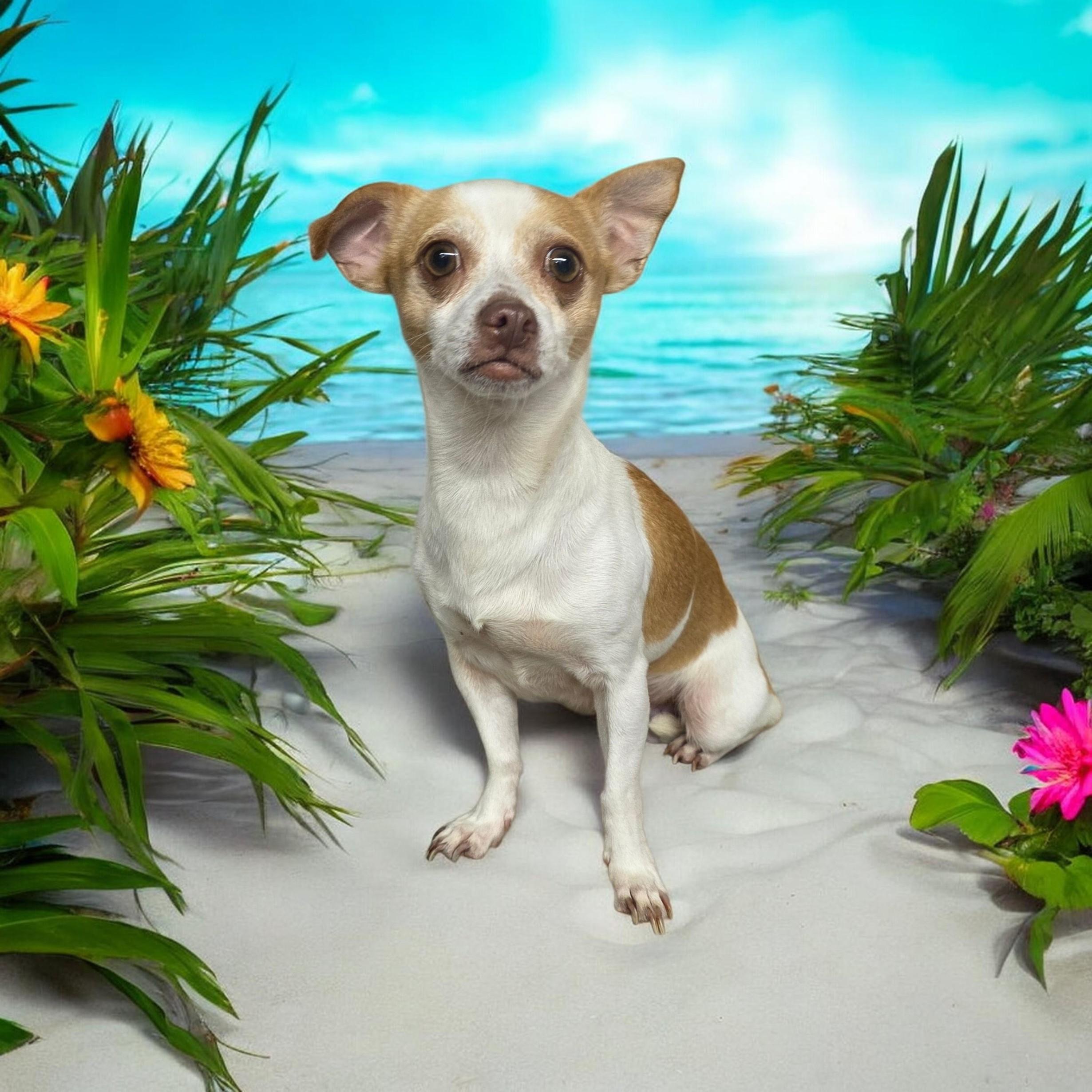 Lola, Adoptable, Adult Female Chihuahua.