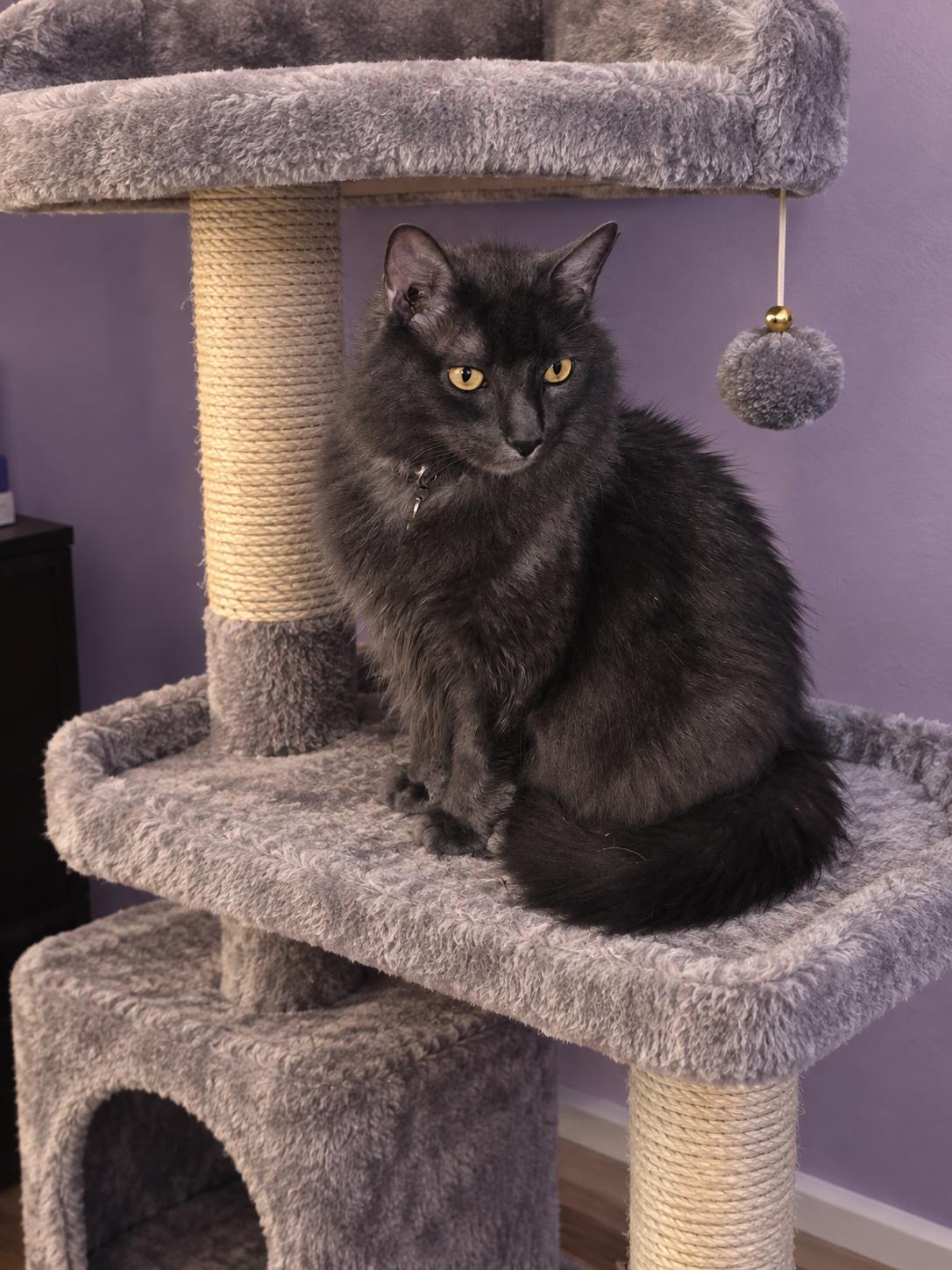 Enlarge Beetlejuice, a Adoptable Domestic Medium Hair in Belchertown, MA image 1/1