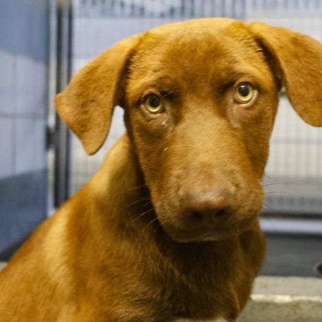 Enlarge Dip, a Adoptable mixed breed in Hagerstown, MD image 2/2