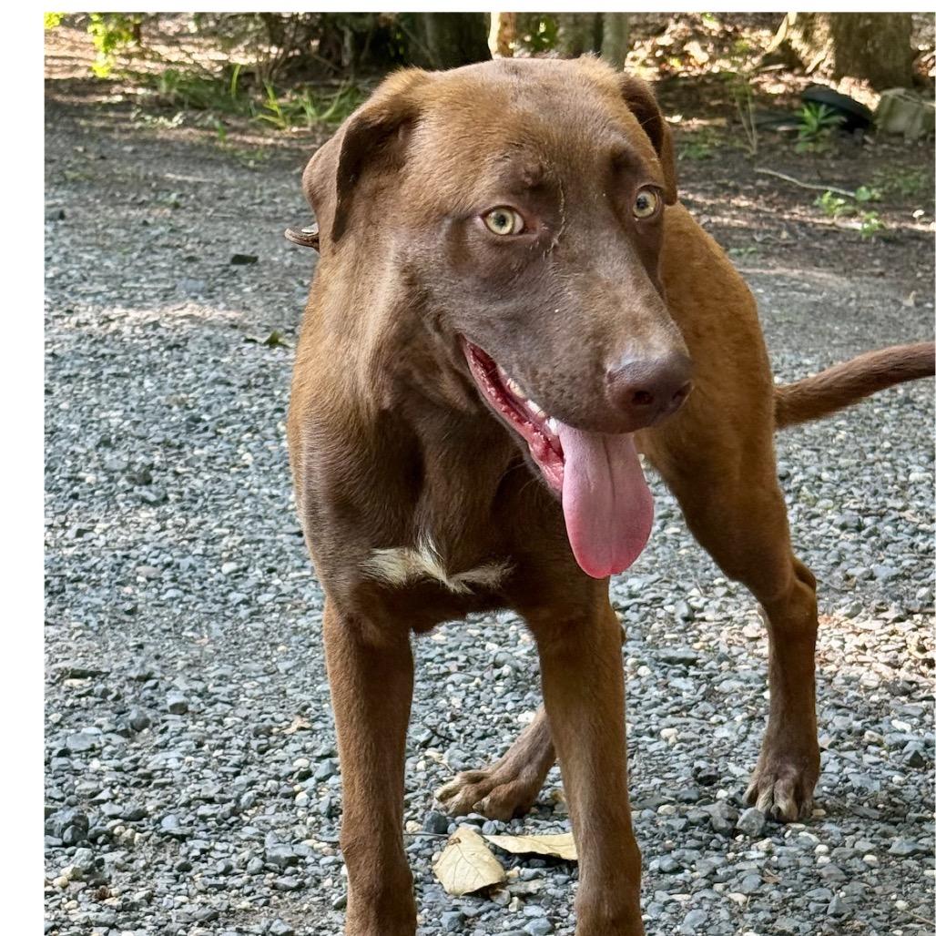 Dip, Adoptable, Young Male Labrador Retriever & Mixed Breed.
