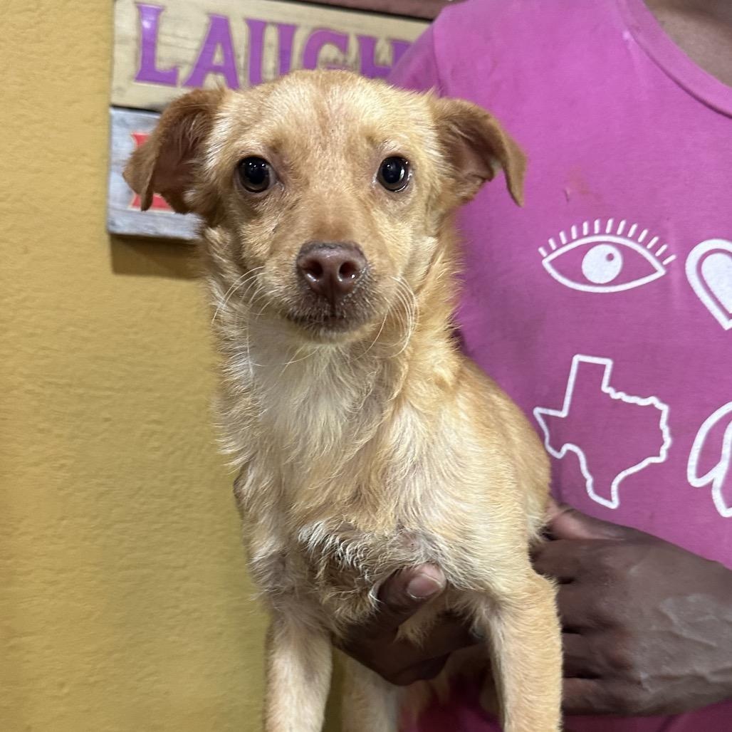 Nyx - Local October 9-11, Adoptable, Puppy Male Chihuahua.