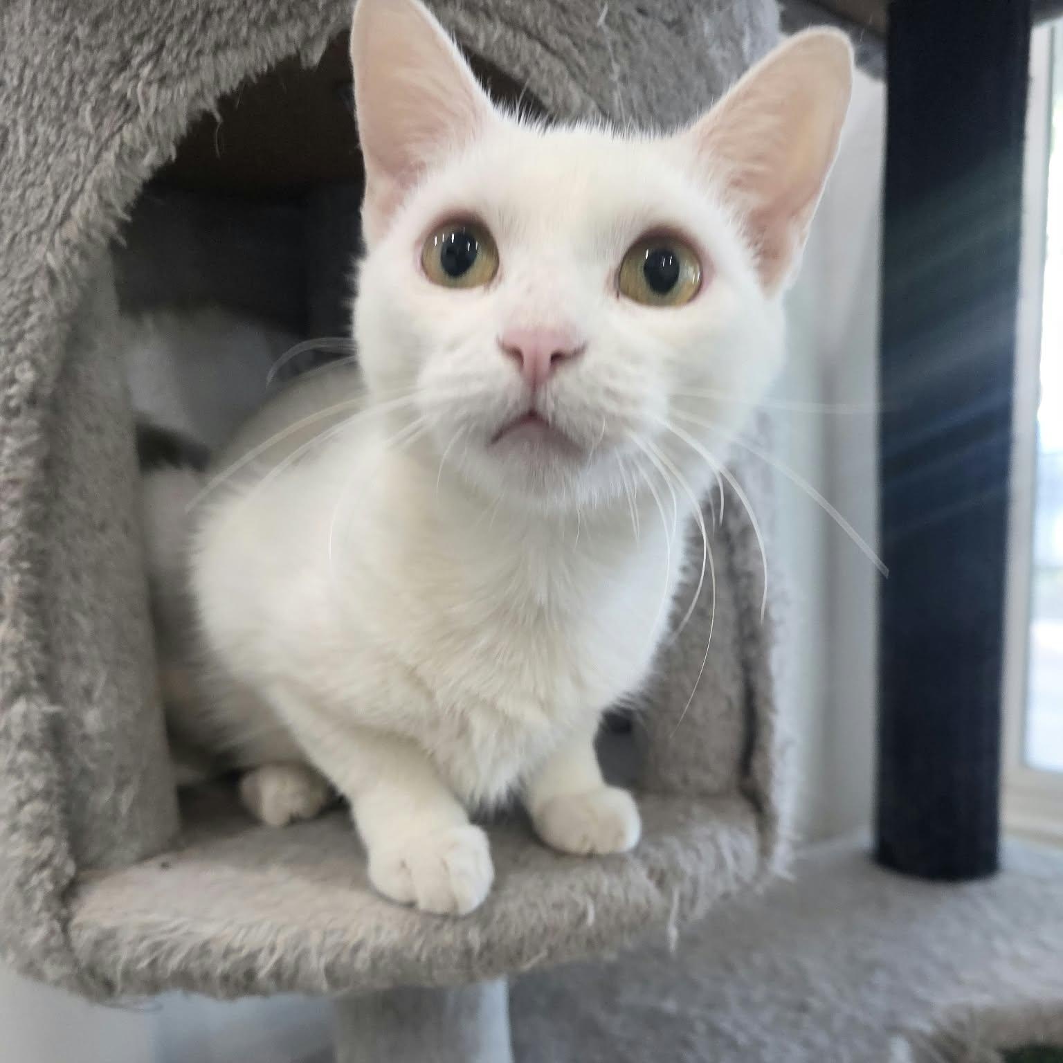 Pearl, Adoptable, Young Female Siamese & Domestic Short Hair.
