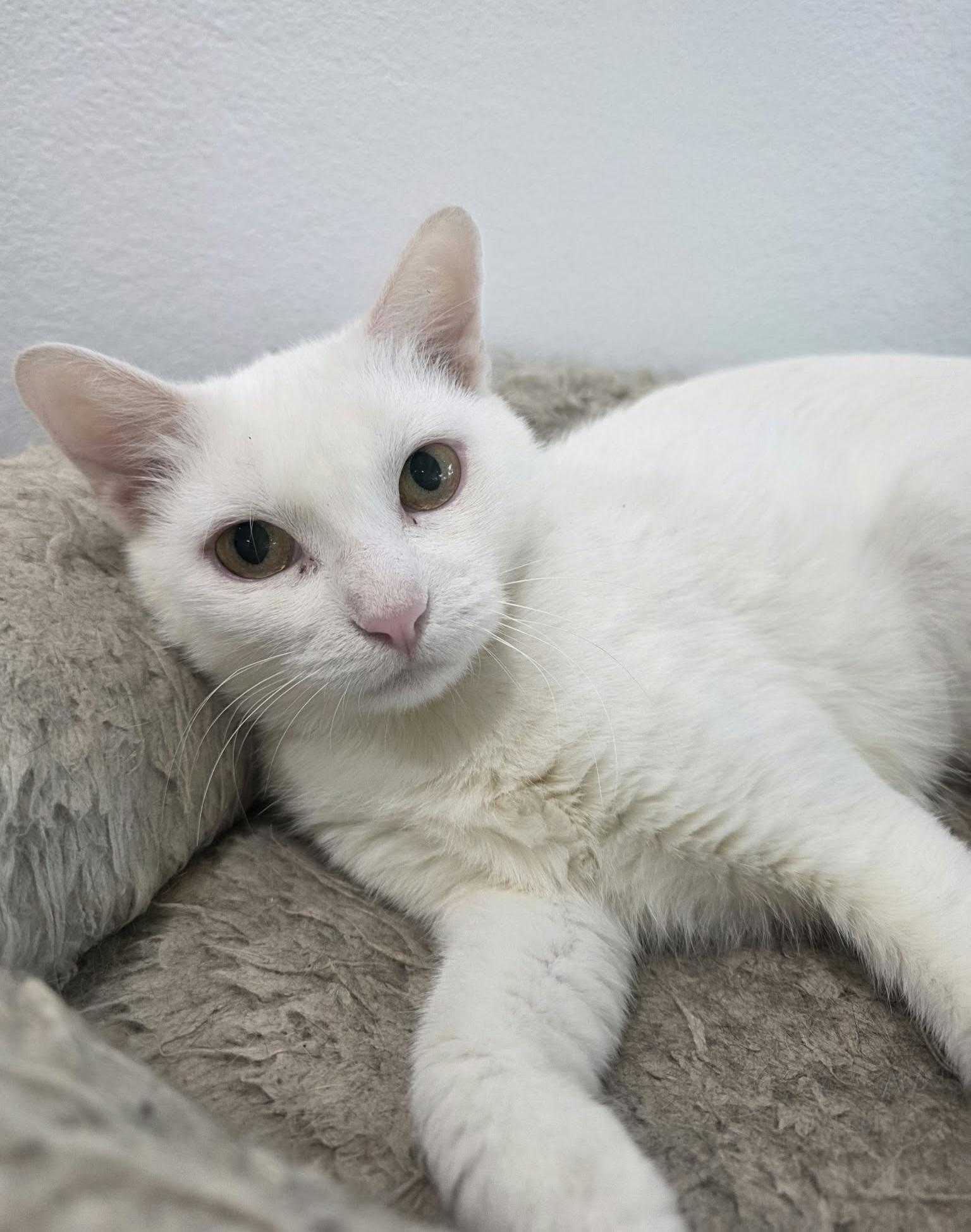Enlarge Pearl, a Adoptable mixed breed in Nashua, NH image 5/6