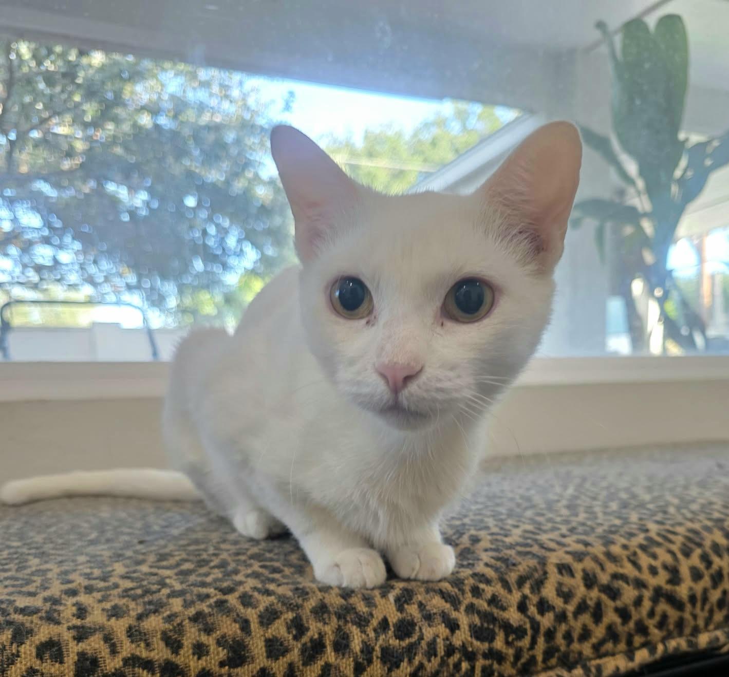 Enlarge Pearl, a Adoptable mixed breed in Nashua, NH image 2/6