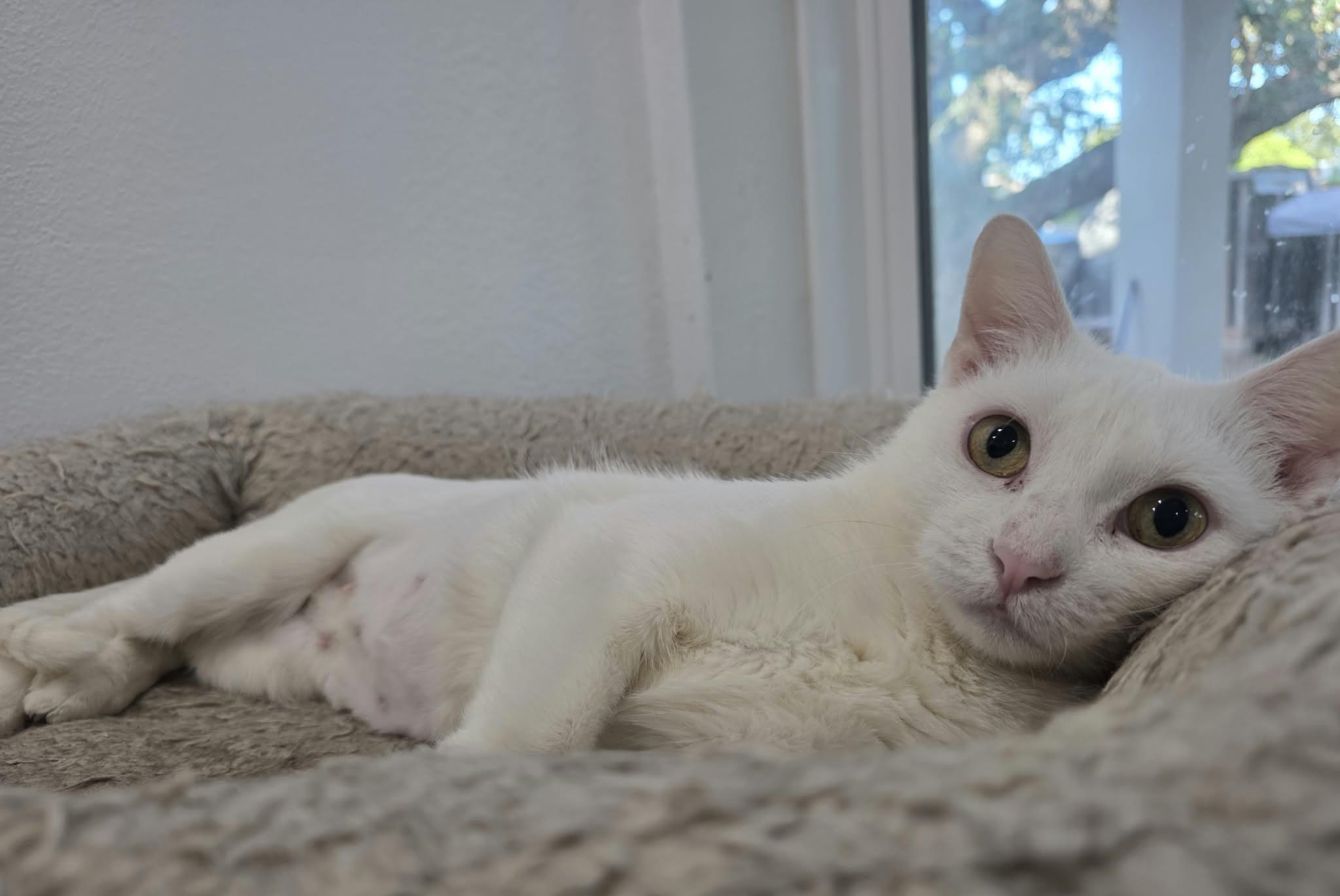 Enlarge Pearl, a Adoptable mixed breed in Nashua, NH image 4/6
