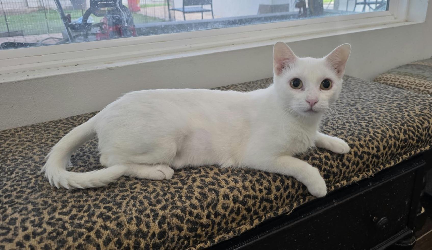 Enlarge Pearl, a Adoptable mixed breed in Nashua, NH image 3/6