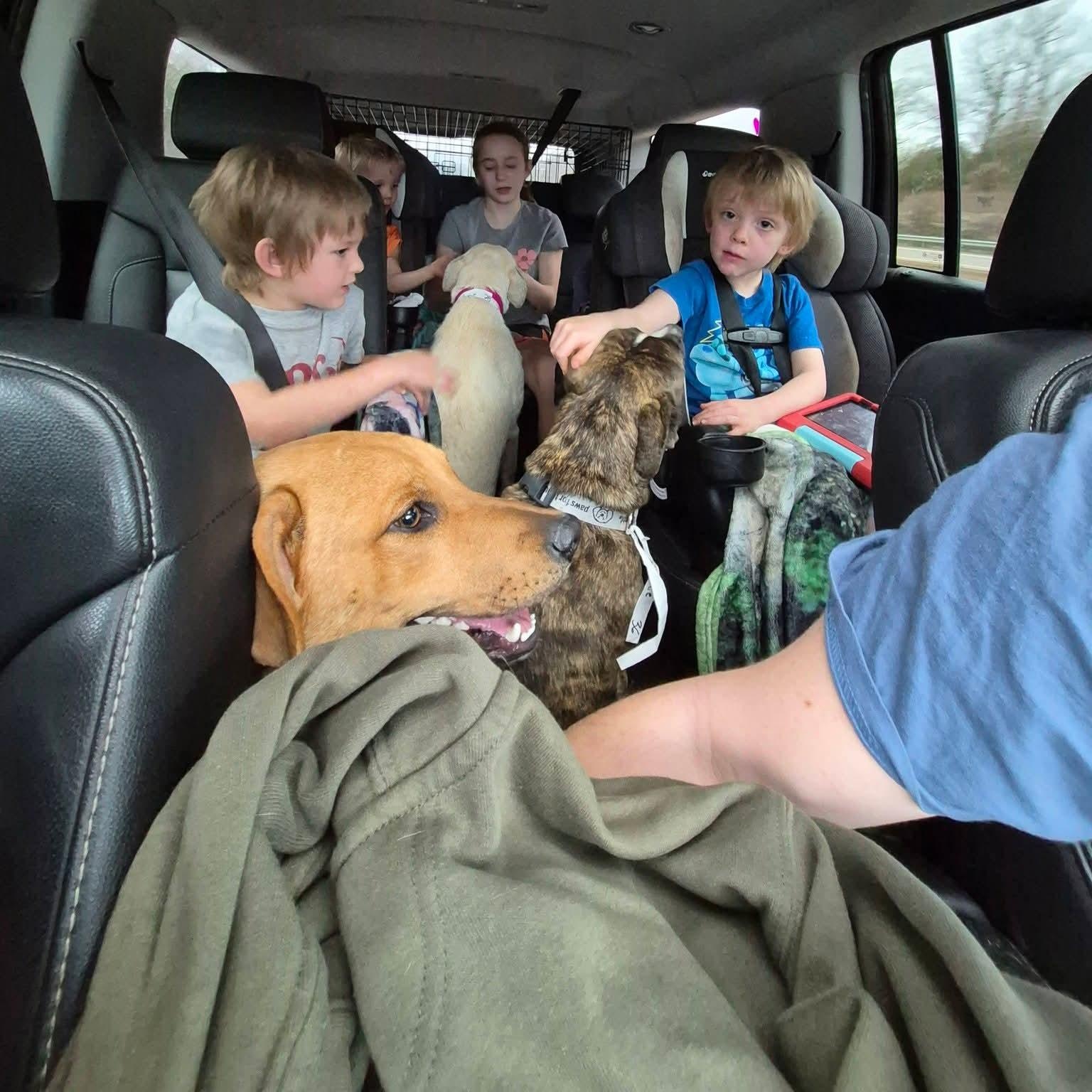 Enlarge Bonnie , a ADOPTABLE mixed breed in Plainfield, IL image 3/4