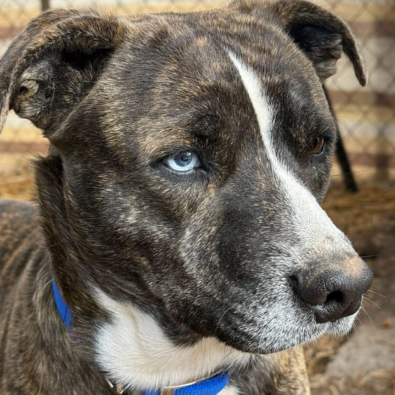 Enlarge Bonnie , a ADOPTABLE mixed breed in Plainfield, IL image 4/4